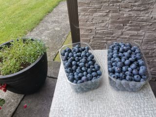 Hello, I have blueberry for sale. Collected under the