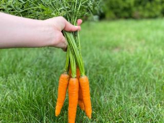 I will sell PERFECTION variety carrots straight from the