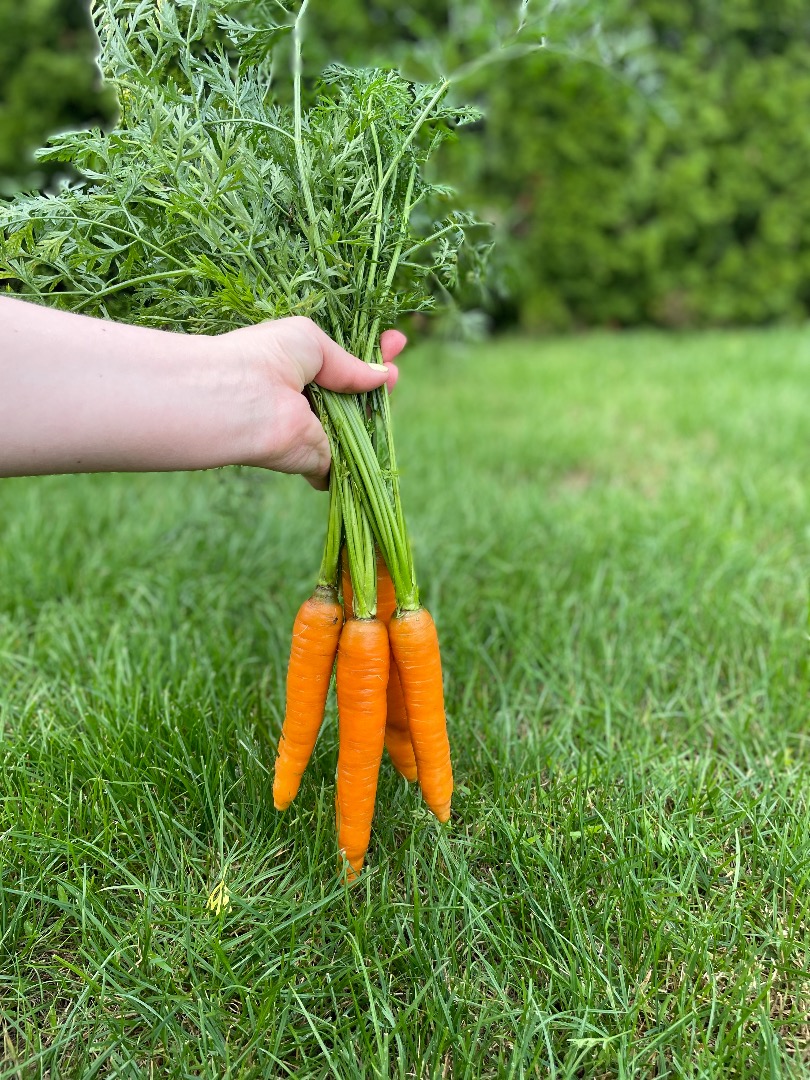I will sell PERFECTION variety carrots straight from the field or washed, custom made to order