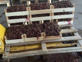 Fruit sour cherry 7142 Illmitz - ideal for distilling