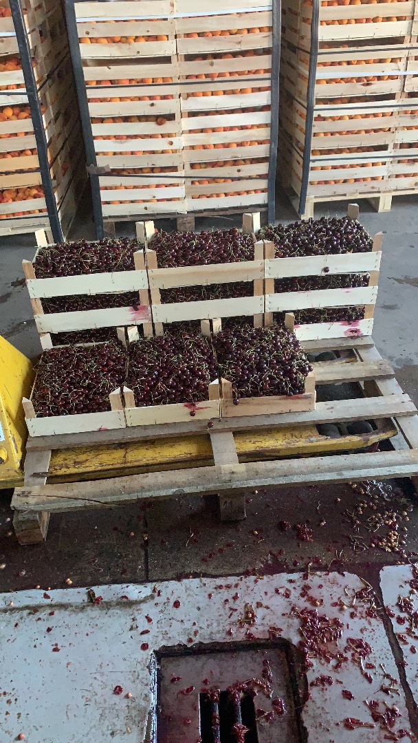 Fruit sour cherry 7142 Illmitz - ideal for distilling schnapps !!!! - about 800kg / to be given to be given immediately because we have received double the