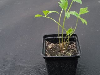 Lovage - cuttings in 7x7 pots, well-rooted, ready to