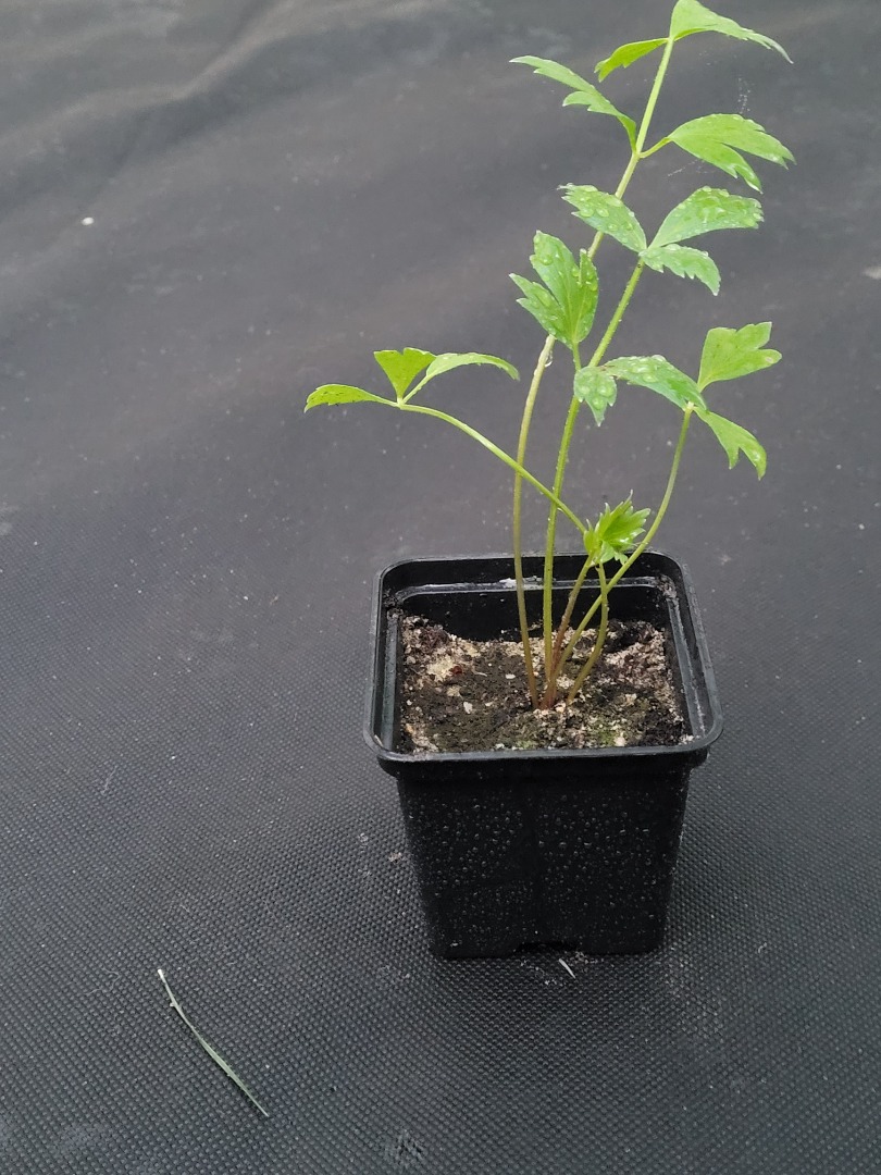 Lovage - cuttings in 7x7 pots, well-rooted, ready to be planted into the ground