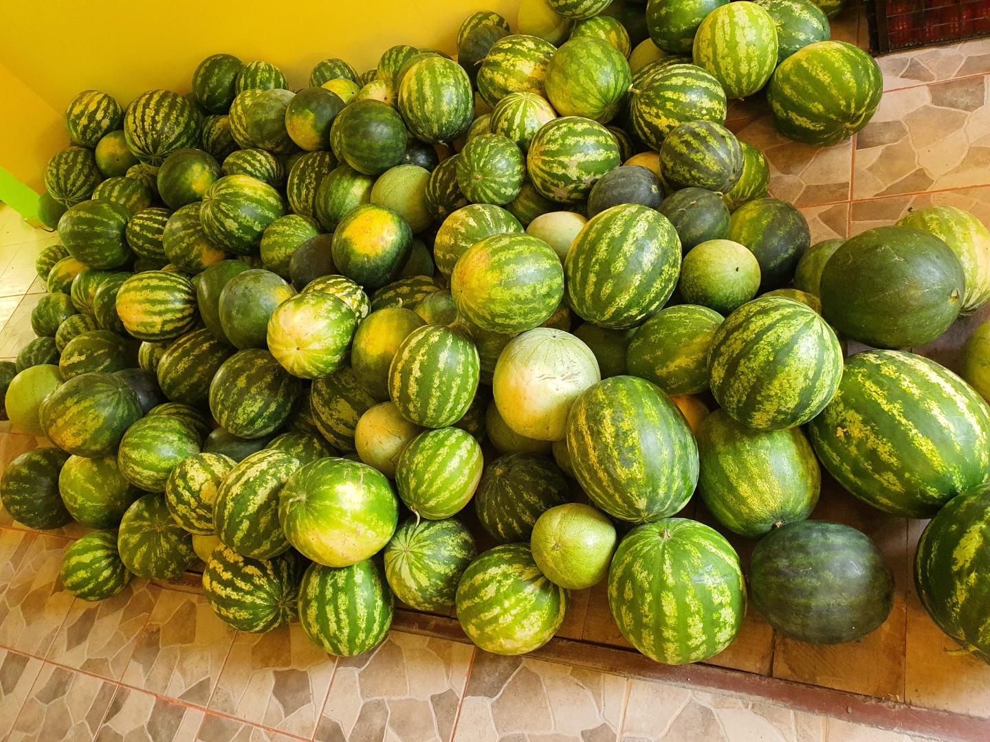 Capacity: 700 kg / day Watermelons are harvested every day from the land of the village of Yasna Polyana