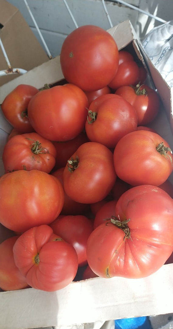 I invite you to buy ground tomatoes, not sprayed