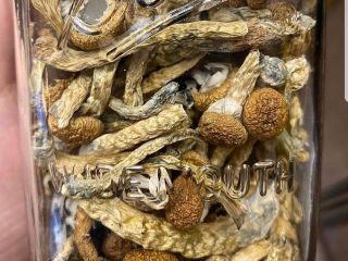 I sell top quality mushroom both dry and fresh