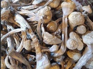 I sell top quality mushroom both dry and fresh