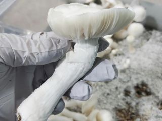 I sell top quality mushroom both dry and fresh