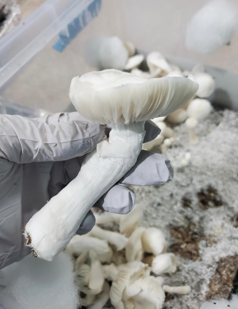 I sell top quality mushroom both dry and fresh bellow is my menu of available shrooms Shroom menu -Avery's albino -Pleasure coast -Golden Teacher -King lizard