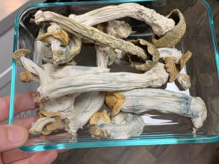 I sell top quality mushroom both dry and fresh