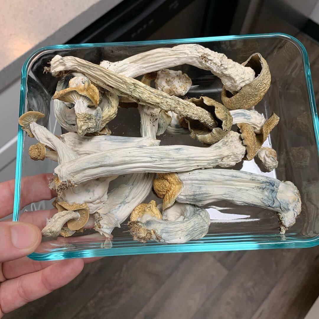 I sell top quality mushroom both dry and fresh bellow is my menu of available shrooms Shroom menu -Avery's albino -Pleasure coast -Golden Teacher -King lizard
