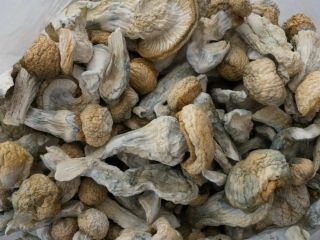 I sell top quality mushroom both dry and fresh