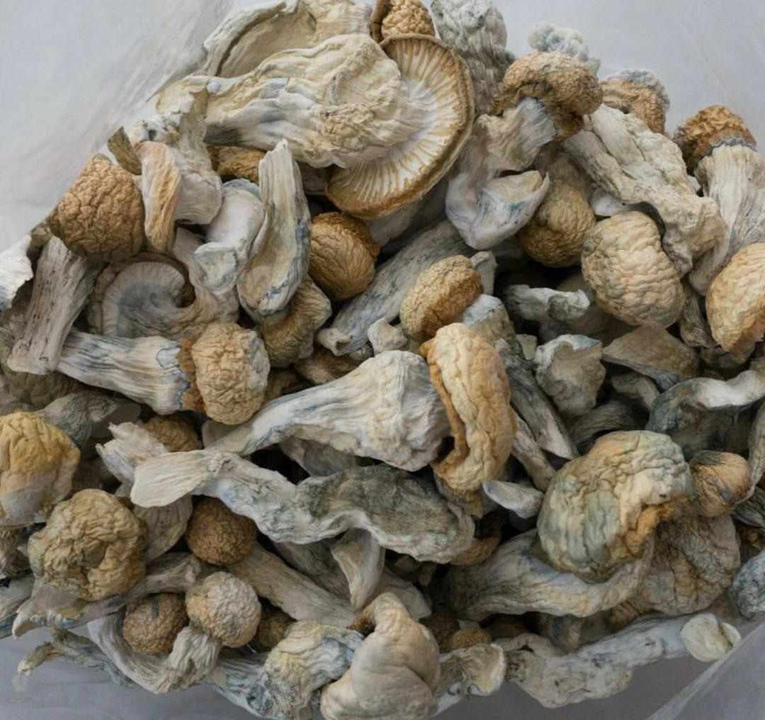I sell top quality mushroom both dry and fresh bellow is my menu of available shrooms Shroom menu -Avery's albino -Pleasure coast -Golden Teacher -King lizard