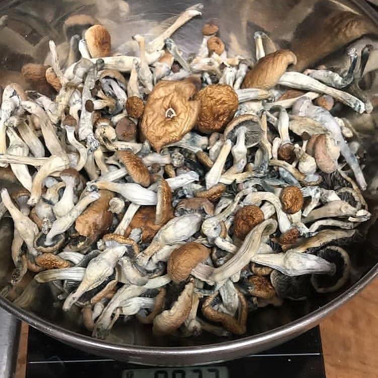I sell top quality mushroom both dry and fresh bellow is my menu of available shrooms Shroom menu -Avery's albino -Pleasure coast -Golden Teacher -King lizard