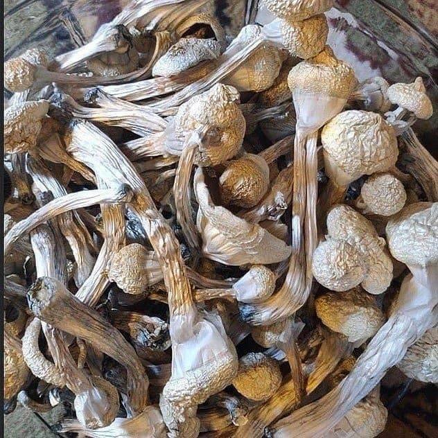 I sell top quality mushroom both dry and fresh bellow is my menu of available shrooms Shroom menu -Avery's albino -Pleasure coast -Golden Teacher -King lizard