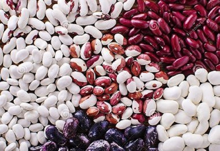Sale of beans, new harvest We offer bulk purchase of beans from Bins Naturprodukt (Ukraine)