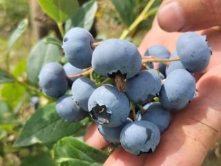Hello, I am selling organic blueberry sweet big fruit.