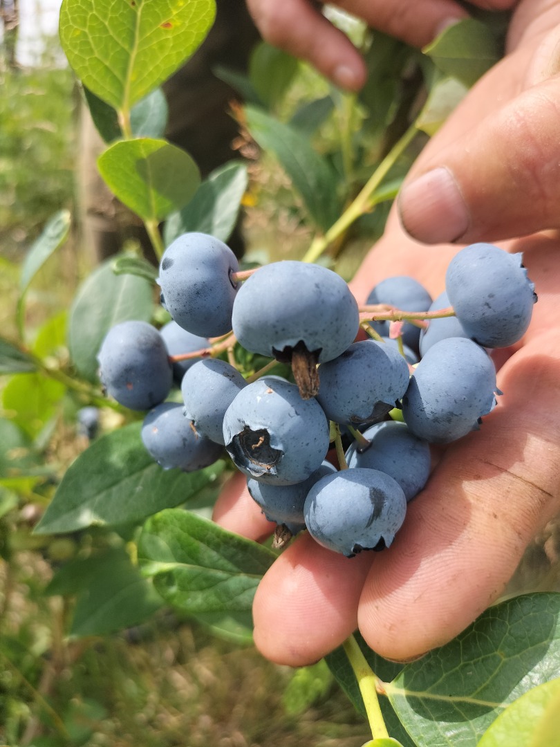 Hello, I am selling organic blueberry sweet big fruit