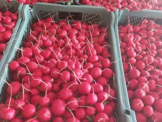 I will sell large quantities of tunnel radish packed