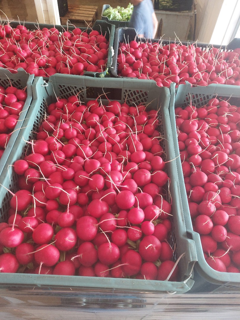 I will sell large quantities of tunnel radish packed for the customer