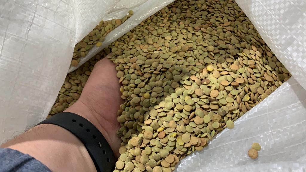 lentil