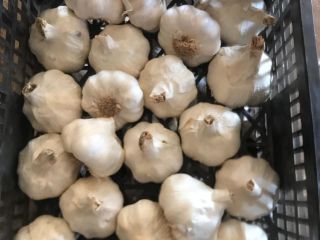 I AM SELLING GARLIC, PROCESSED FROM SPAIN AND ROMANIA