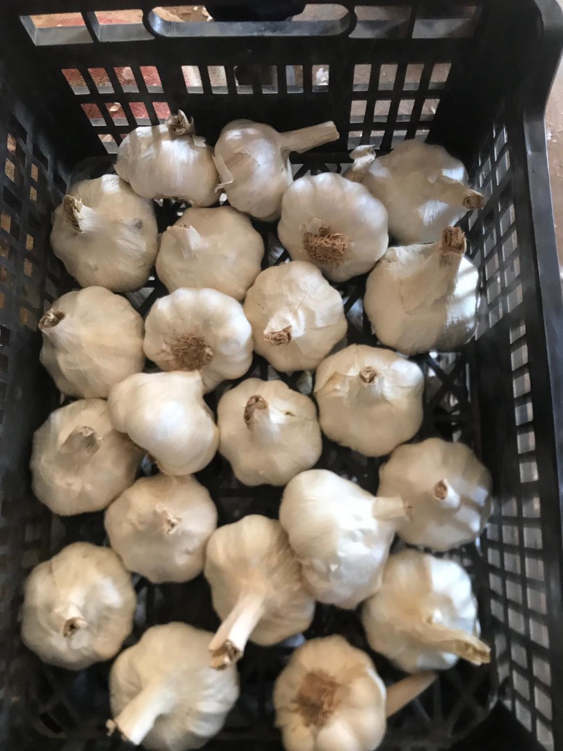 I AM SELLING GARLIC, PROCESSED FROM SPAIN AND ROMANIA