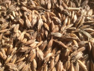 I will sell spelled OSTRO variety, harvest 2021, more