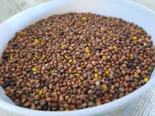 Hello, I have for sale the oilseed radish Barakuda.