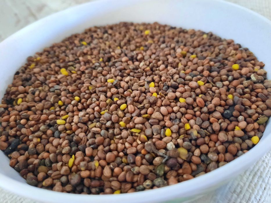Hello, I have for sale the oilseed radish Barakuda