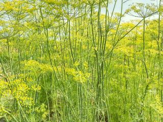 I will sell large quantities of dill for pickling