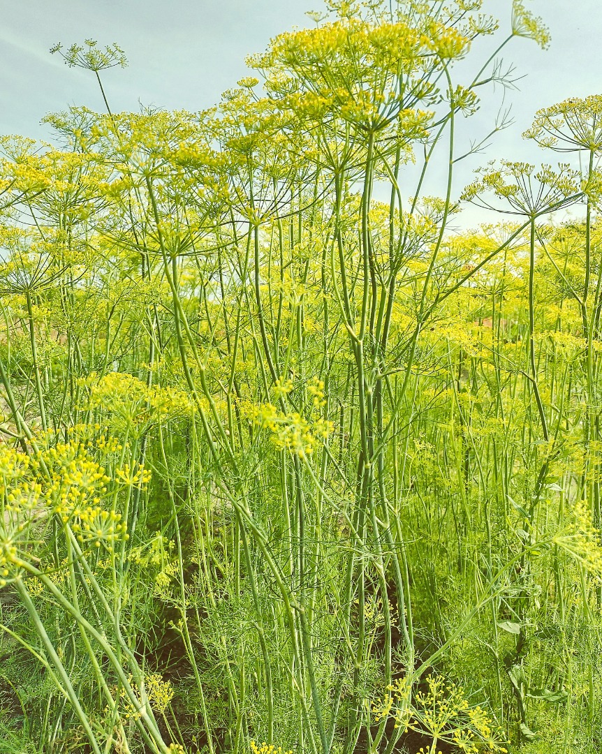 I will sell large quantities of dill for pickling cucumbers