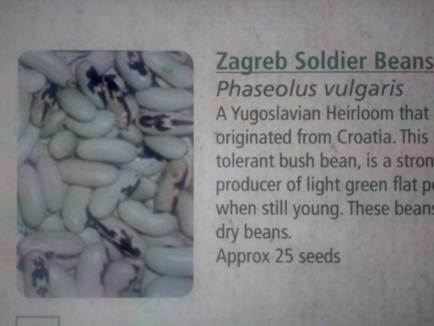 BROAD BEANS -: Aquadulce; Cole Prolific; Peruvian; Robin Hood BUSH BEANS -: Appaloosa; Baby Sun; Bird Egg Blue; Blue Jay; Blue Lake Bush; Borlotti Bush; Brown