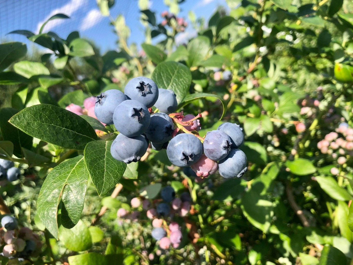 Hello, I have blueberry for sale