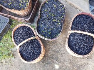 I will sell fresh forest blueberries. Berries clean and