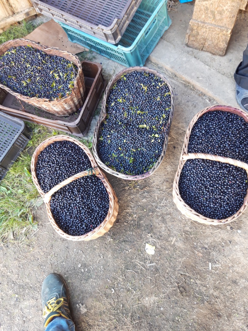 I will sell fresh forest blueberries