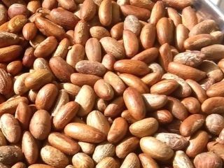Bitter Kola (Garcinia kola) For Sale. Garcinia Kola is