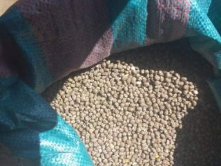 I will sell narrow-leaved bitter lupine. Not sprayed for