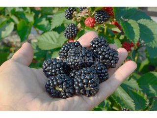 I will buy any amount of BLUEBERRY POL-OWOC PODZAMCZE