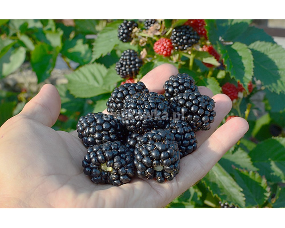 I will buy any amount of BLUEBERRY POL-OWOC PODZAMCZE 53 24-300 OPOLE LUBELSKIE RAW MATERIAL PURCHASE DEPARTMENT We are also interested in other fruits: