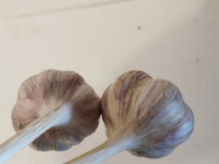 Harnaś Polish garlic for sale. Garlic is very nice,