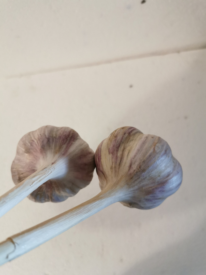 Harnaś Polish garlic for sale