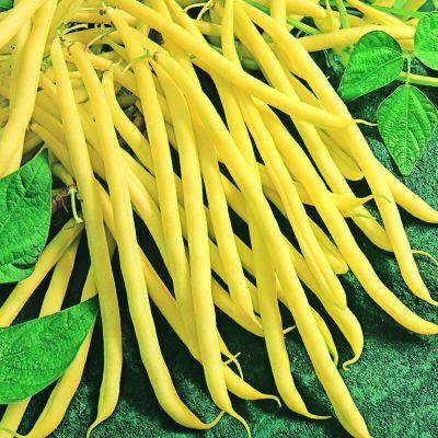 Hello, we have organic Green Beans for sale from our own field, the possibility to buy more