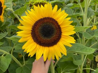 I will sell a cut sunflower flower, preferably more.