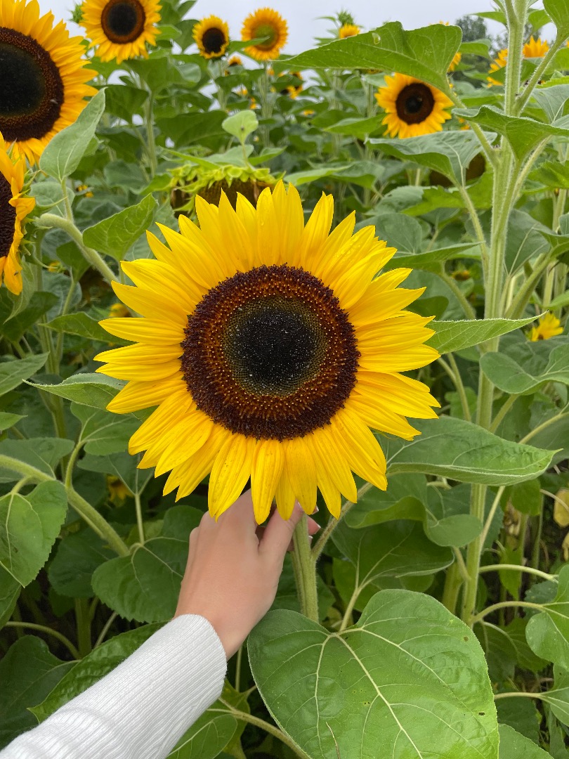 I will sell a cut sunflower flower, preferably more