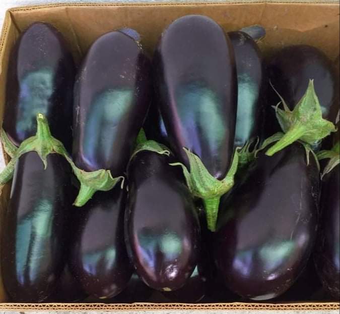 I am selling Aragonese eggplant