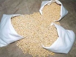 Soyabean are high in protein and a decent source