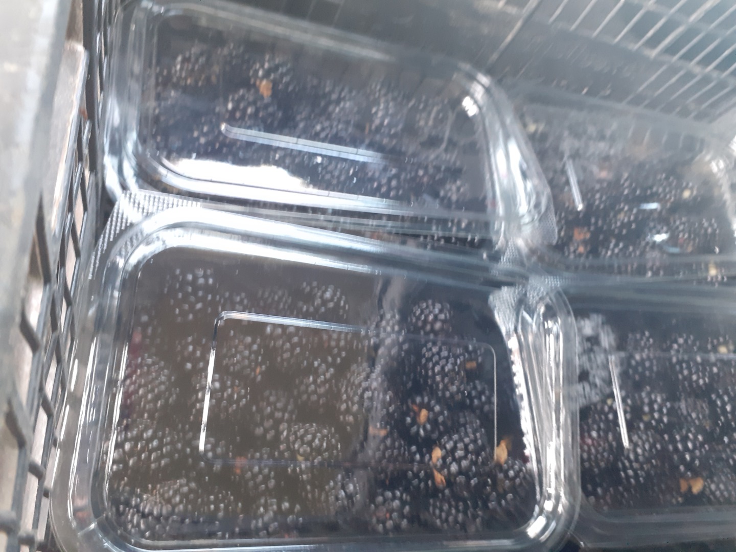 Blackberry thonfree bio directly from the manufacturer