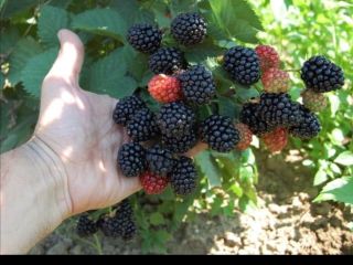 Blackberries from their own culture.