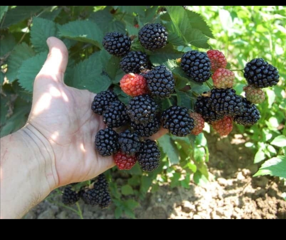 Blackberries from their own culture